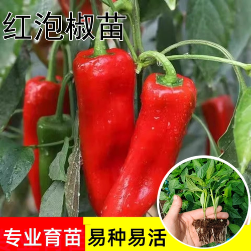 四季泡椒苗辣椒苗高产中辣盆栽苗