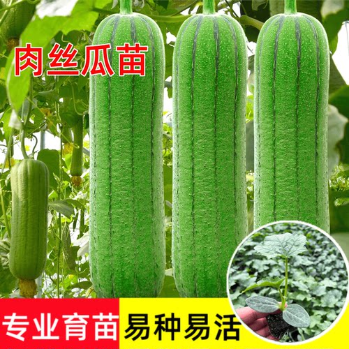 高产肉丝瓜苗秧春秋季短把丝瓜籽