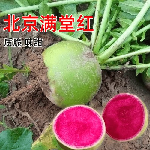 北京满堂红种籽子孑萝卜种秋冬季