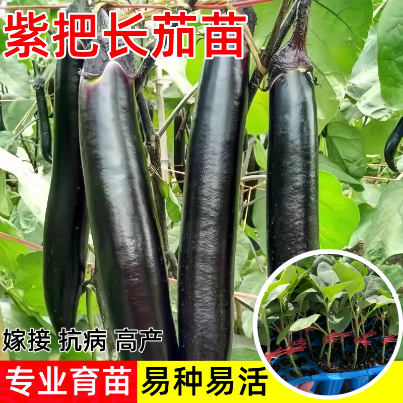 嫁接紫把长茄苗大龙长茄子苗带土