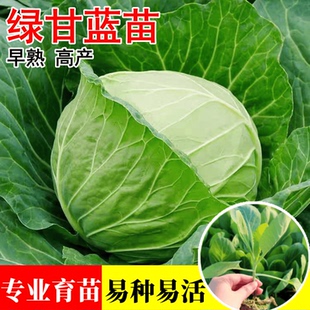 綠甘藍(lán)苗圓白菜苗黃心包菜苗大頭菜種籽子苗春秋季 陽(yáng)臺(tái)菜園蔬菜苗
