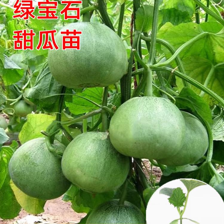 绿宝石甜瓜苗种子籽山东正宗香瓜