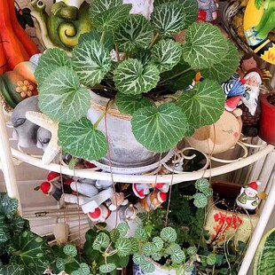 虎儿草盆栽花苗假山附石盆景室内外垂吊植物观叶金钱苗攀爬花卉