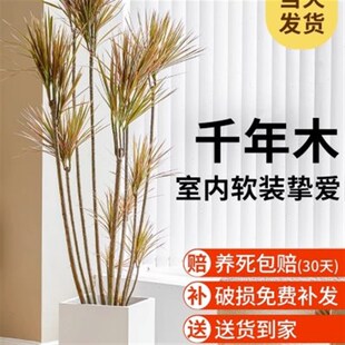 七彩铁千年木办公室内绿植落地大盆栽客厅花卉吸甲除Y醛植物好养