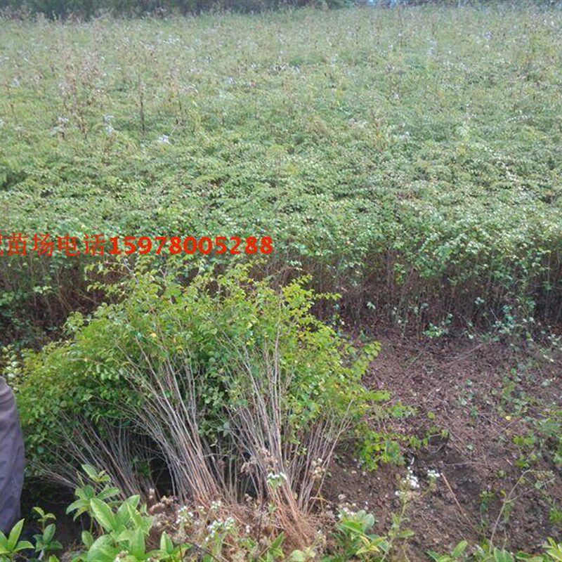 刺树马甲子树苗鸟不站刺苗铁篱笆果园围栏造刺Q绿篱防护树量大优