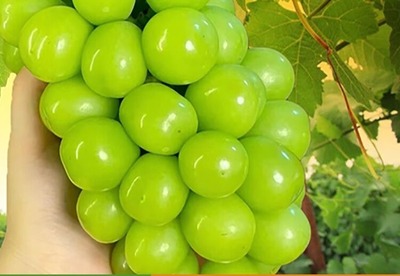 蓝宝石葡萄苗盆栽地栽爬藤无核南方北方种植带土球顺丰包邮