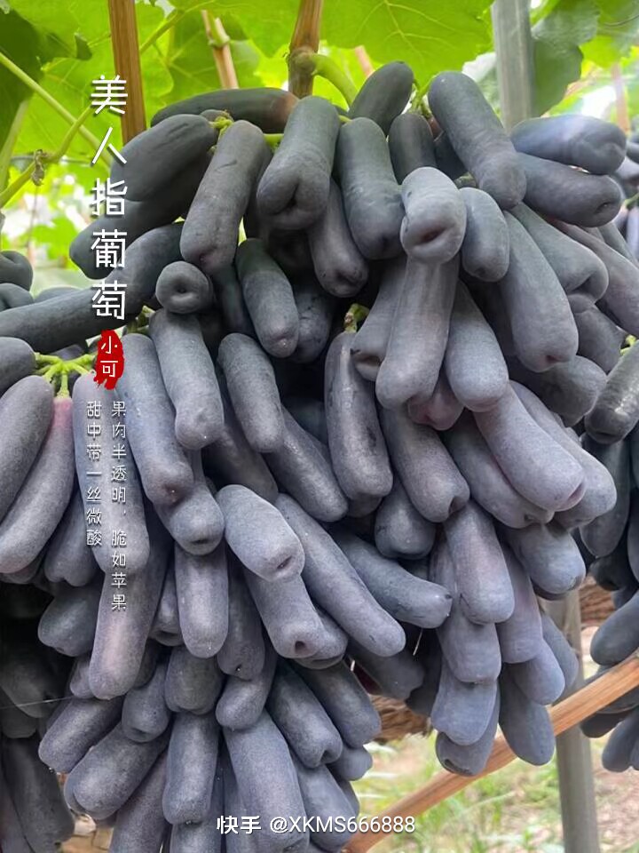 蓝宝石葡萄苗盆栽地栽爬藤无核南方北方种植带土球顺丰包邮