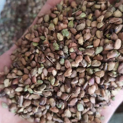 新采花种子黄栌烟树卉彩叶