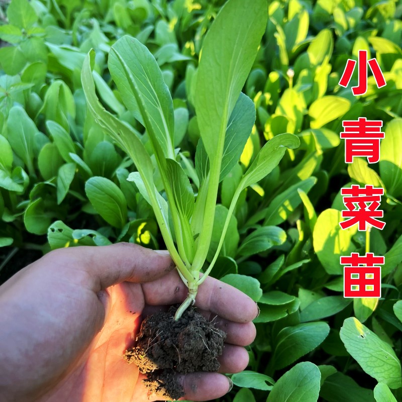 小青菜苗娃大白榨红苔菠芹秧