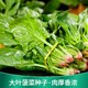 大叶菠菜种子四季 蔬菜春季 籽种阳台种籽抗热菜种盆栽波菜孑菜籽子