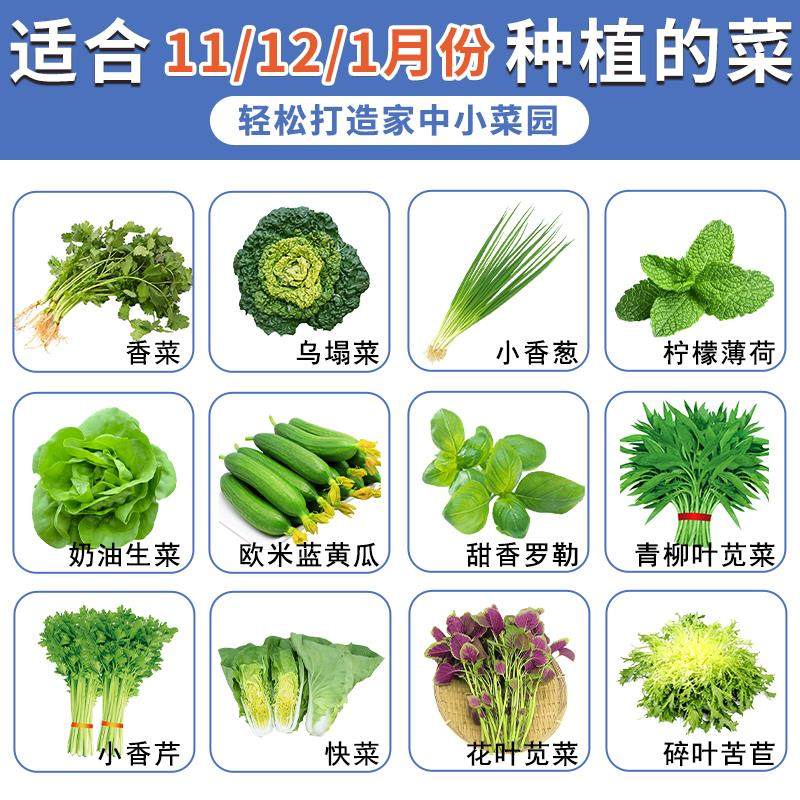 蔬菜种子大全四季秋冬香菜生菜黄瓜萝卜茼蒿菜籽庭院盆栽阳台种子,鲜花速递/花卉仿真/绿植园艺,家庭园艺种子,淘宝优惠券,粉丝福利购,淘宝优惠卷