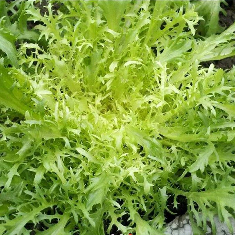 苦苣种子四季蔬菜 阳台庭院盆栽水果蔬果籽碎叶菊苣苦苣易种植
