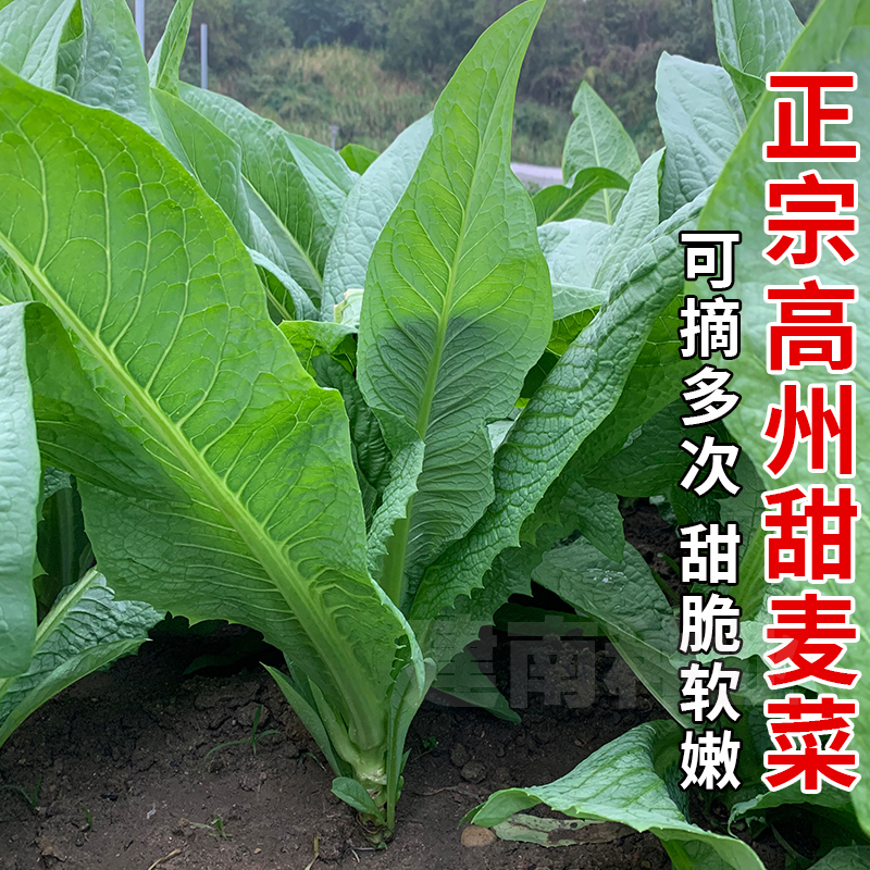 正宗高州唛菜种籽甜麦菜种子苦麦菜种四季青菜籽种苦麻菜蔬菜种孑