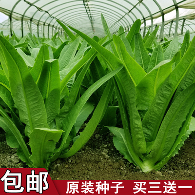 四季油麦菜种子宽叶清香易蔬