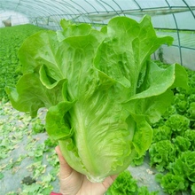 意大利耐抽苔生菜种子耐热耐寒全年种春季夏秋季四季阳台蔬菜种籽