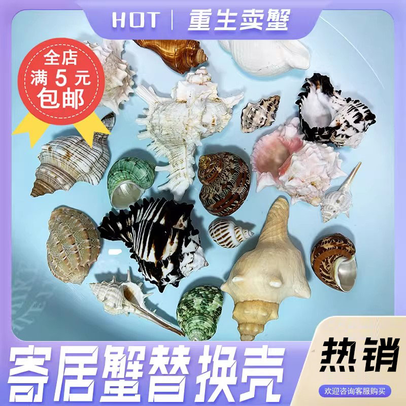 寄居蟹替换壳天然海螺壳蟹蟹房子