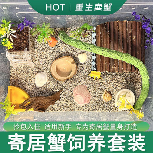 寄居蟹饲养套装沙蟹灰白短腕桌面