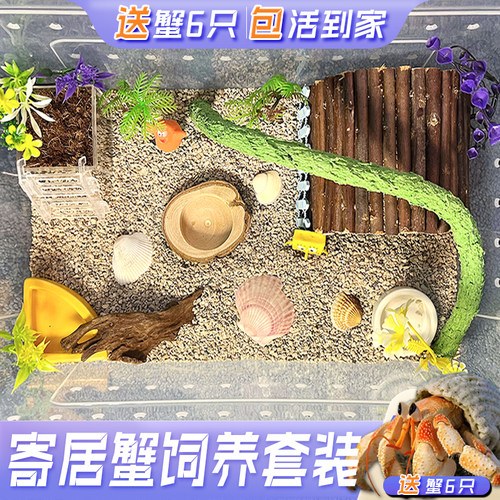 陆寄居蟹饲养箱礼物套装送蟹包活