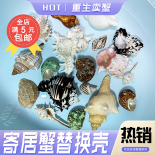 寄居蟹替换壳房子千手螺黑骨纹古文月光海螺天然鱼缸造景天然螺壳