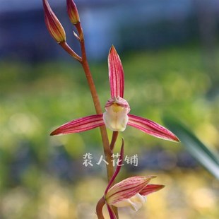 兰花苗盆栽双美人墨兰带花苞浓香国宝级兰花艺草阳台庭院好养绿植