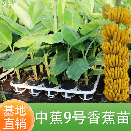 香蕉树苗威廉斯中蕉芭蕉苗粉蕉红香蕉皇帝蕉树苗矮化抗寒地栽带土