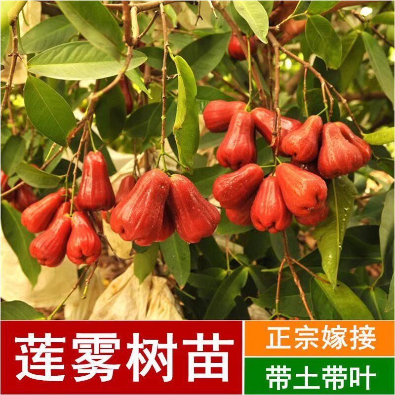莲雾树苗嫁接黑糖芭比黑金刚飞弹翡翠莲雾白莲雾南方庭院地栽带土