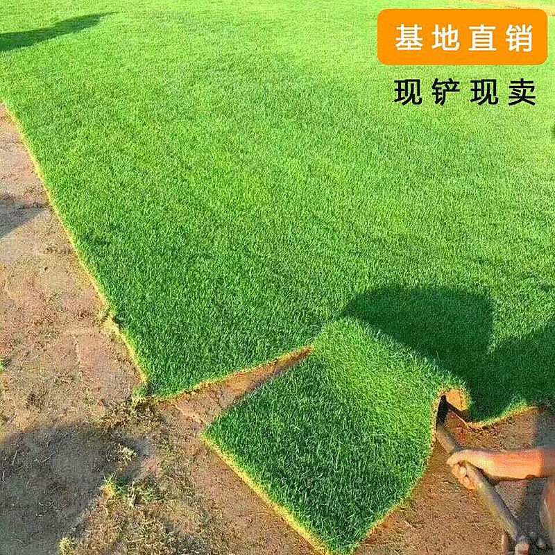 新芳东新鲜草皮真草坪带泥土带土四季青园林绿化草坪庭院绿化1促