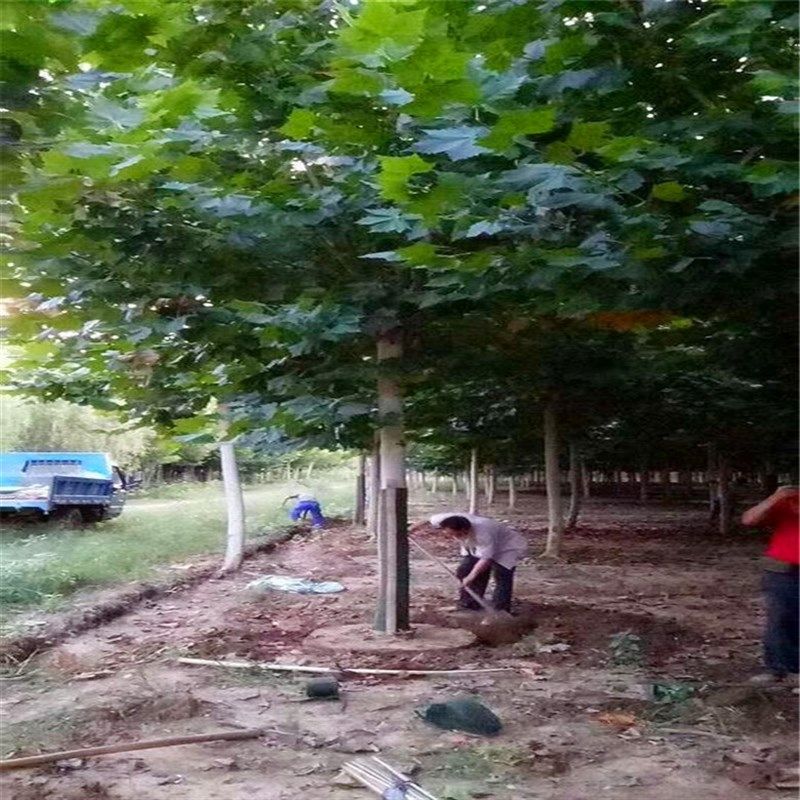 法桐树苗绿化苗木行道树苗植物花卉法桐苗法国梧桐树Y苗速生法桐