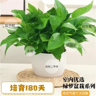 绿萝盆栽室内新房家用办公桌摆件D易活花卉盆栽大叶净化空气植物