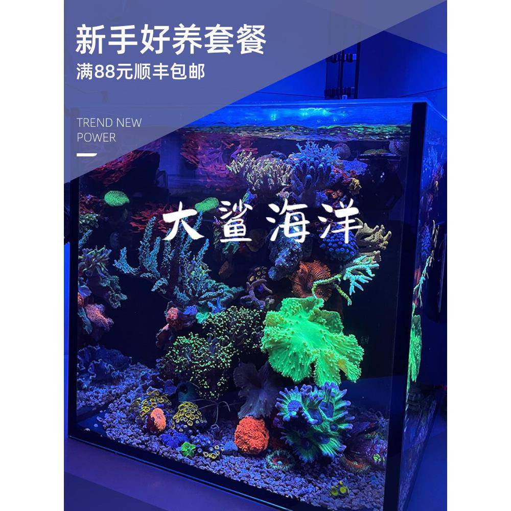 海缸新手珊瑚好养品种开缸套餐大鲨海洋