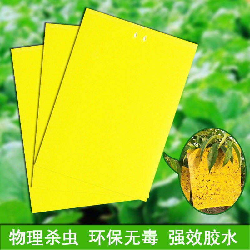 双面粘虫板贴纸强力灭杀小飞虫沾果蝇诱捕神器捉蚊子苍蝇大棚黄板