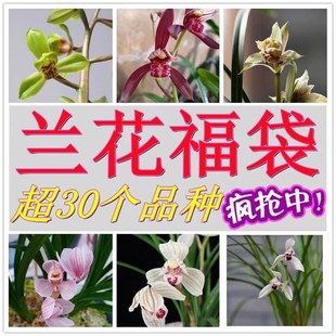 翁源兰花苗精选好养花卉室内绿植新手盆栽