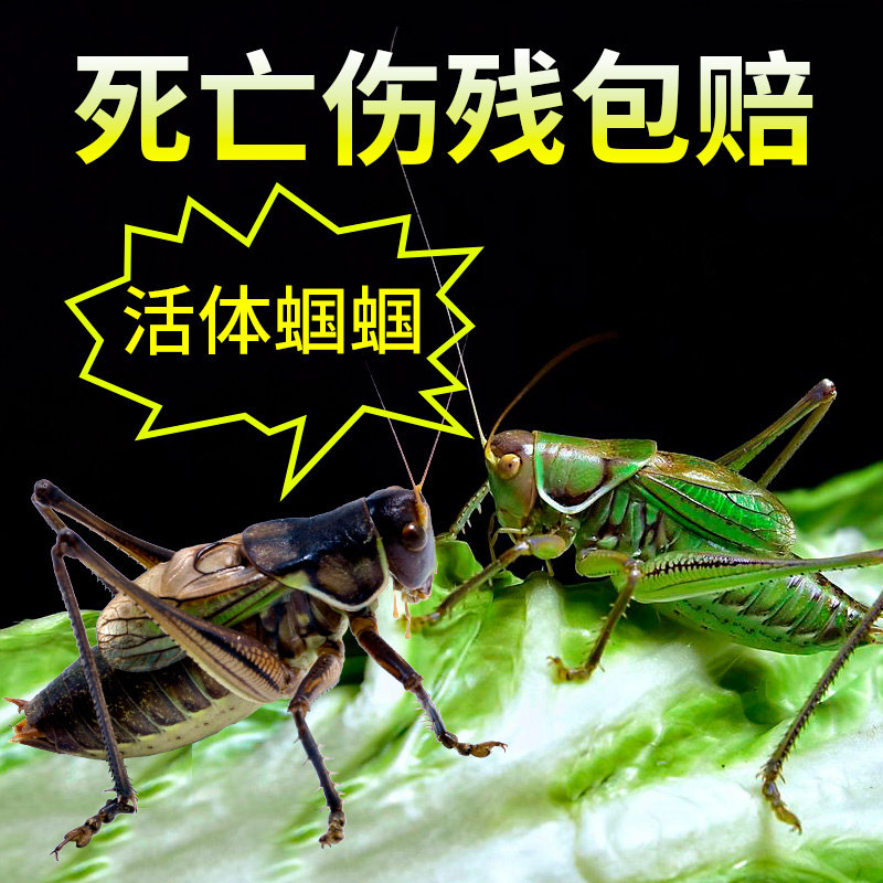 蝈蝈活 鸣虫新脱活虫 虫笼子叫罐饲料鸣虫高端铁皮叫蝈蝈食物