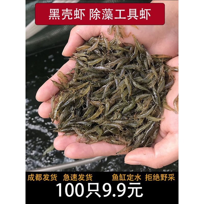黑壳虾活体草缸清洁虾工具虾鱼缸除藻类残渣观赏虾活虾饲料包成活