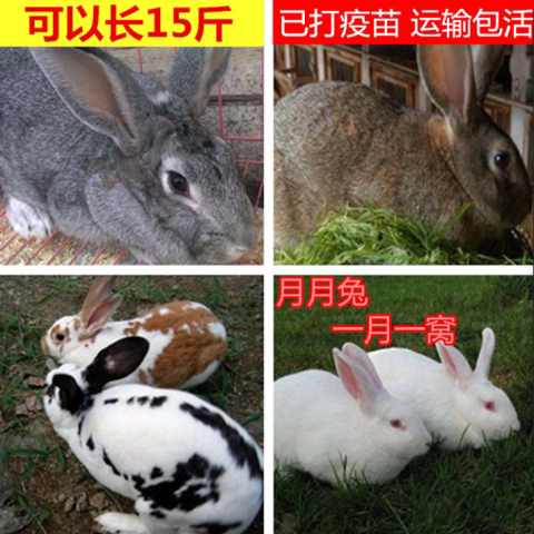兔子活物家养成年大兔子月月小白兔黑兔垂耳兔宠物兔活体幼兔种兔