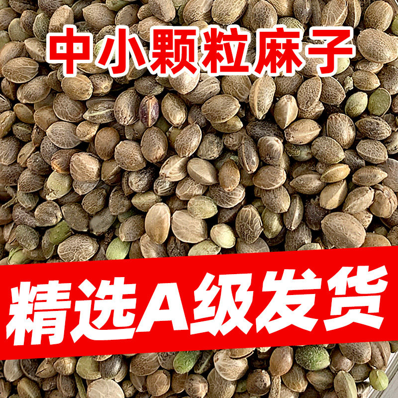 麻子鸟食鸟粮火麻子麻籽火麻仁小颗粒鹦鹉鸟粮仓鼠松鼠粮鸽粮新货