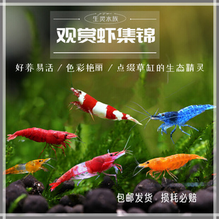 观赏虾极火虾琉璃虾蓝丝绒虾水晶虾宽背黄米虾黑壳虾樱花虾除藻虾