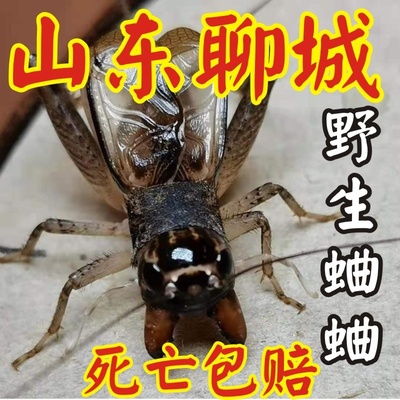 山东野生蛐蛐活物活虫体宁津蟋蟀虫斗鸣虫凶狠善斗母三尾宁津崛起