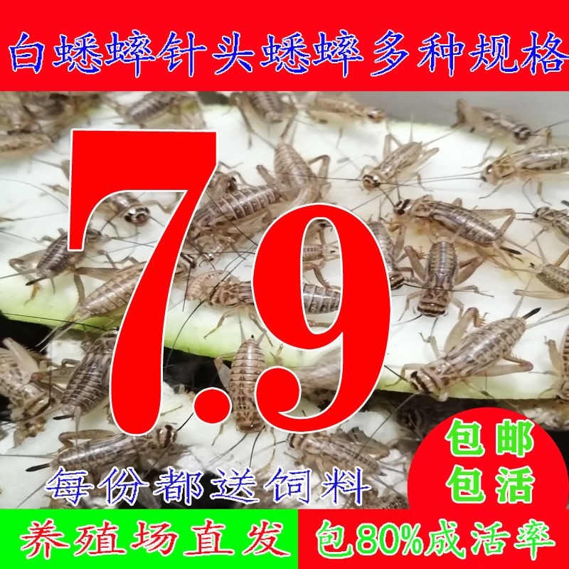 蛐蛐 蟋蟀 白蛐蛐 活体饲料活物 鱼鸟爬虫活食各种规格包邮送饲料