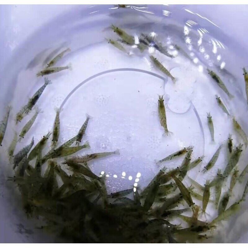 黑壳虾除藻观赏活体喂乌龟活食吃的小鱼小虾米活虾鲜活物淡水冷水