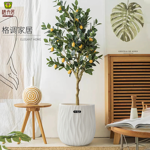 植卉居简约北欧轻奢塑料花盆客厅民宿高颜值柠檬树天堂鸟落地花盆