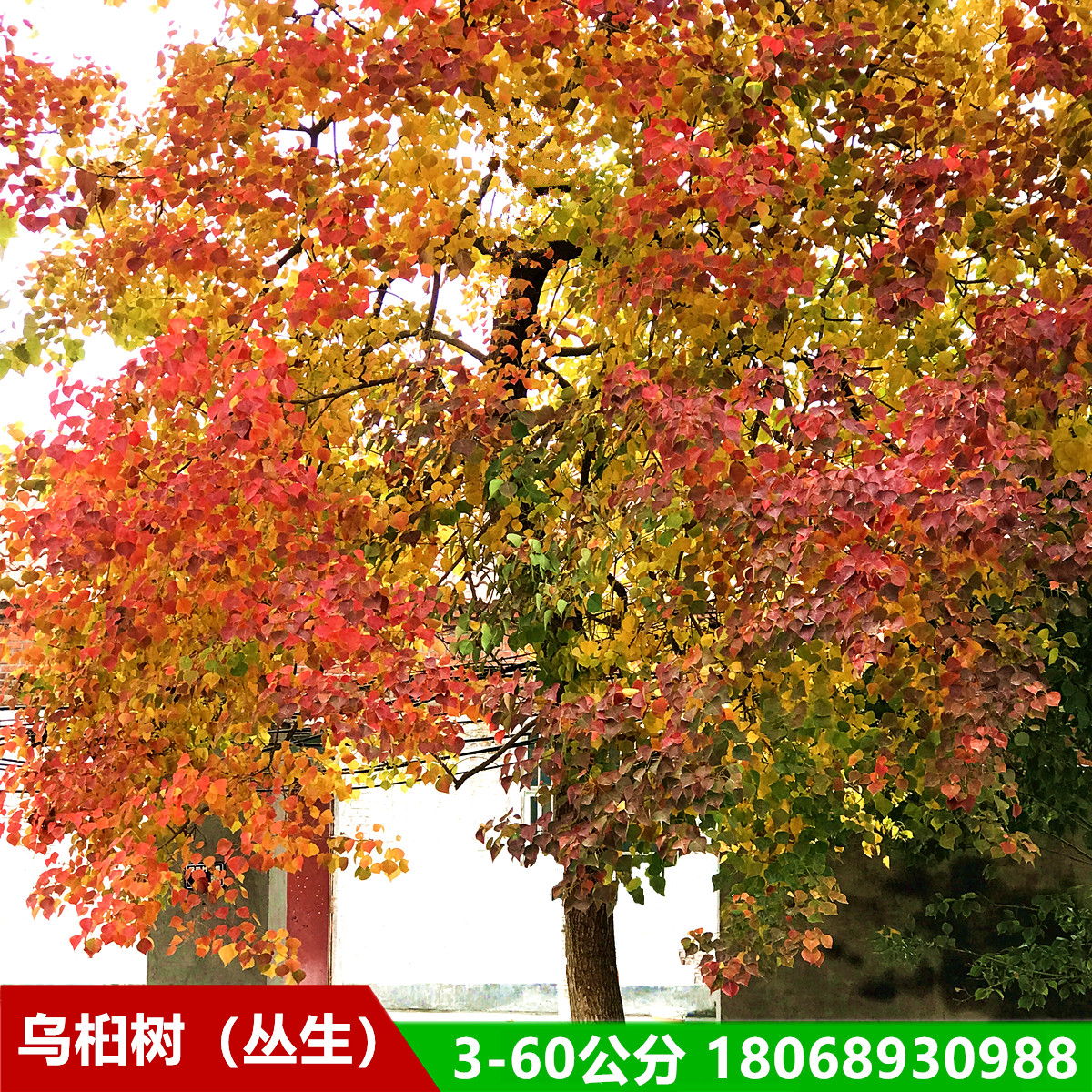 红叶乌桕树丛生乌桕造型异形乌桕别墅庭院主景树苗景区工程绿化树