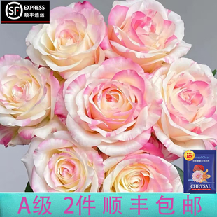 包邮 现采稀有AB级玫瑰10支满2件 顺丰或空运云南鲜花直发 云画
