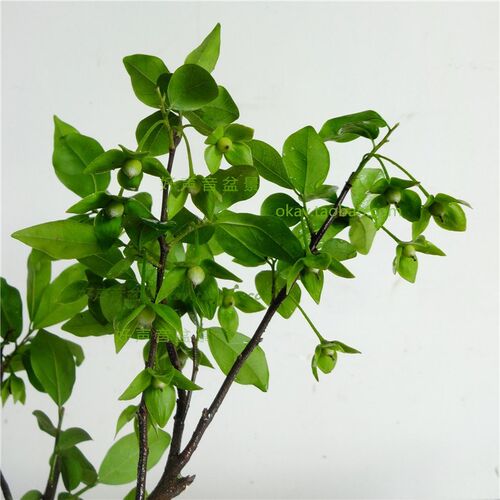 四川金弹子带果带土发货母树头雌树雌株金蛋子金单子绿植母株