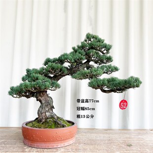 宫岛大阪松杨梅大阪松造型u迎客松五针松金针大阪松桌面阳台盆景