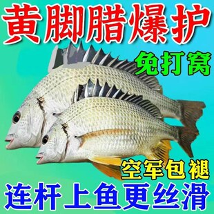 黄脚腊饵料黄鳍鲷专用海钓爆护神器E冬春季黄立鱼野河狂诱通杀鱼
