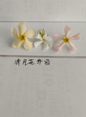 黄色粉色风车茉莉盆栽 带花 爬藤络石多年生N阳台庭院四季常绿植