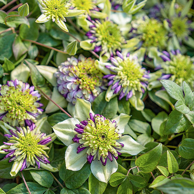 铁线莲营养钵小苗 新幻紫 爬藤植物花卉盆栽室内室外阳台庭院花苗