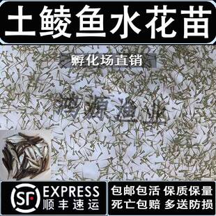 鲮鱼水花麦鲮土鲮鱼麦穗鱼红眼鳟水花黄骨鱼水花鲮鱼苗