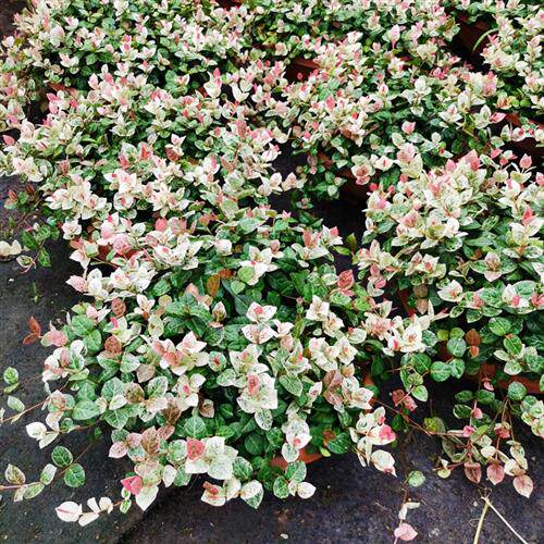 花叶络石彩叶盆栽花园阳台五彩花卉绿植黄金络石耐热好养垂吊植物